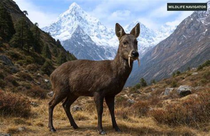 Which part of the deer does musk come from?