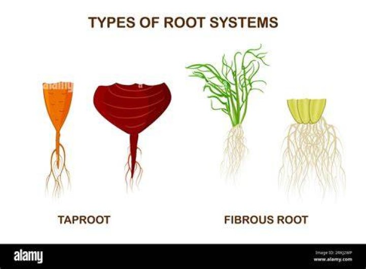 Which plants have taproot system?