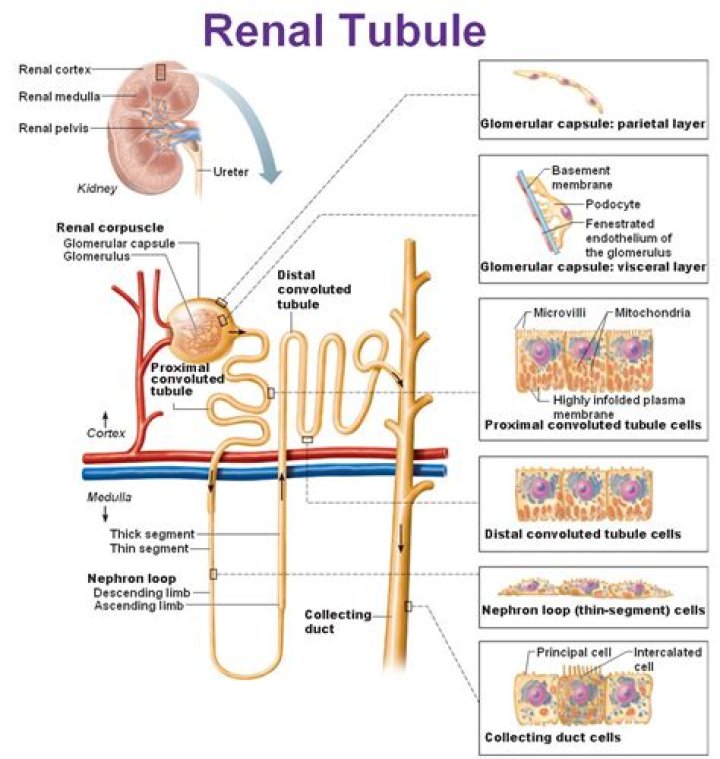 Which portion of the renal tubule reabsorbs electrolytes?