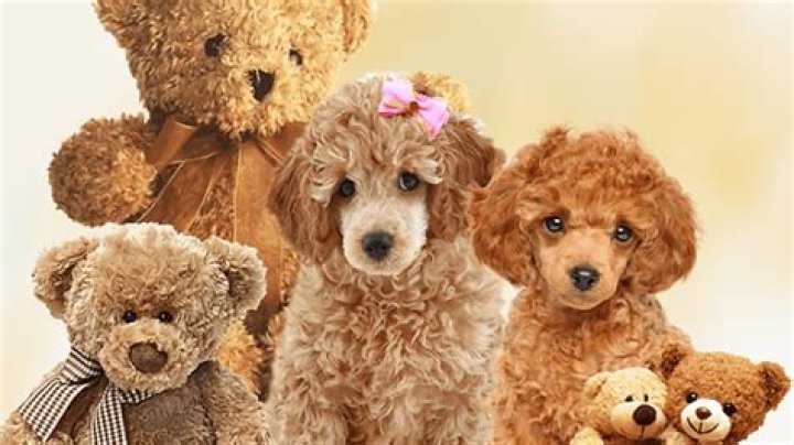 Which puppy looks like a teddy bear?
