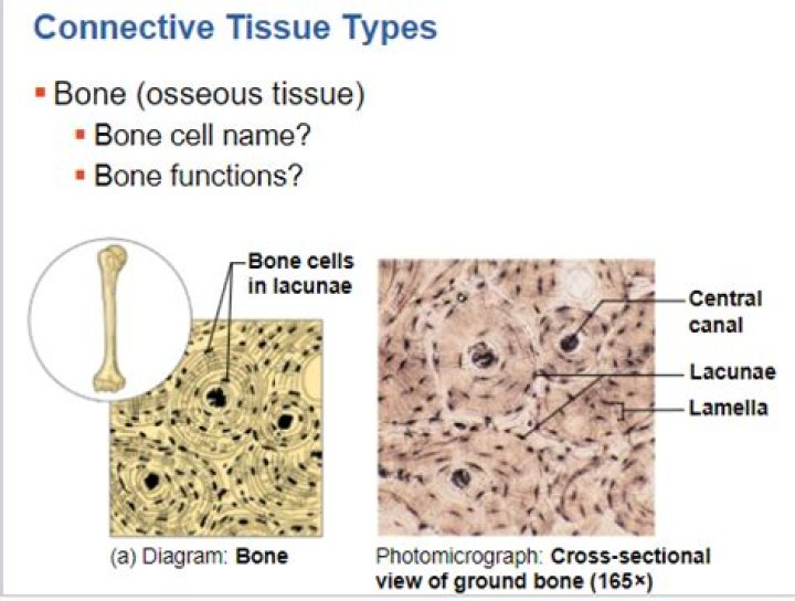 Which tissue has lacunae?