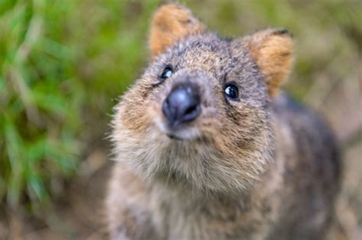 Which type of animal is a quokka?