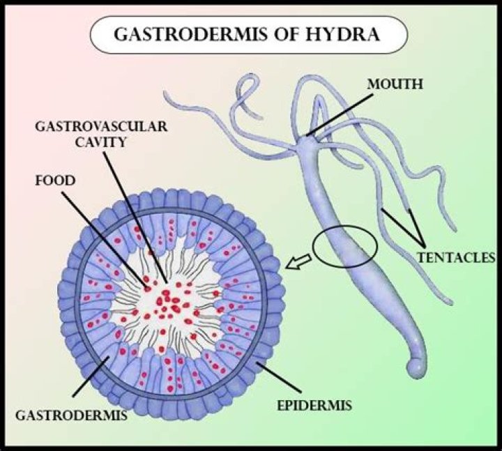 Which type of cells are absent in gastrodermis of hydra?