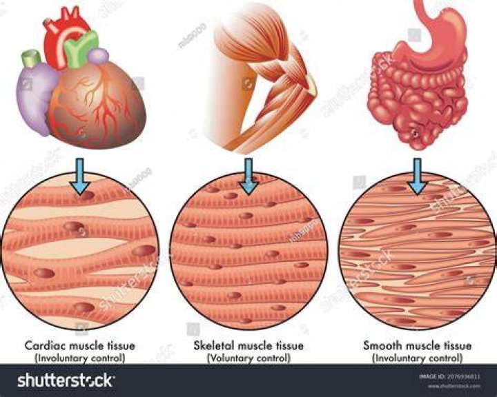 Which type of muscle tissue is striated?
