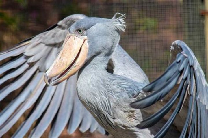 Which zoos have shoebill storks?