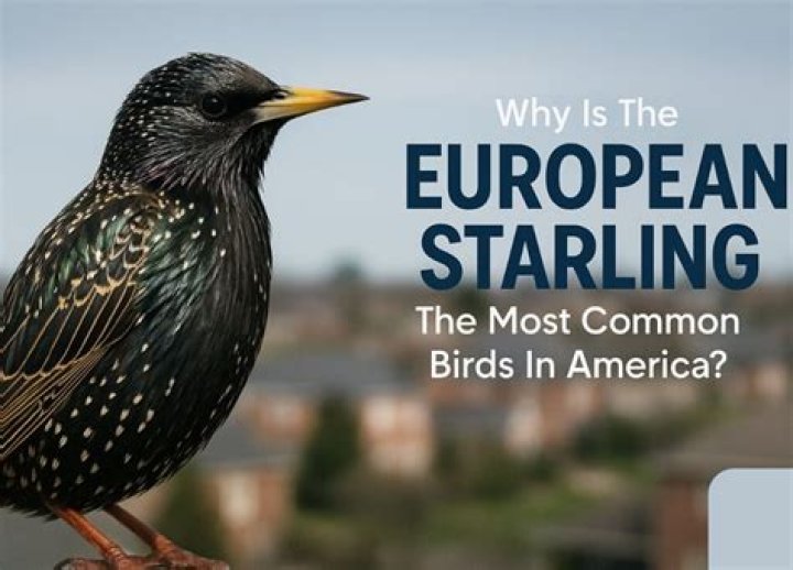 Who brought starlings to america?