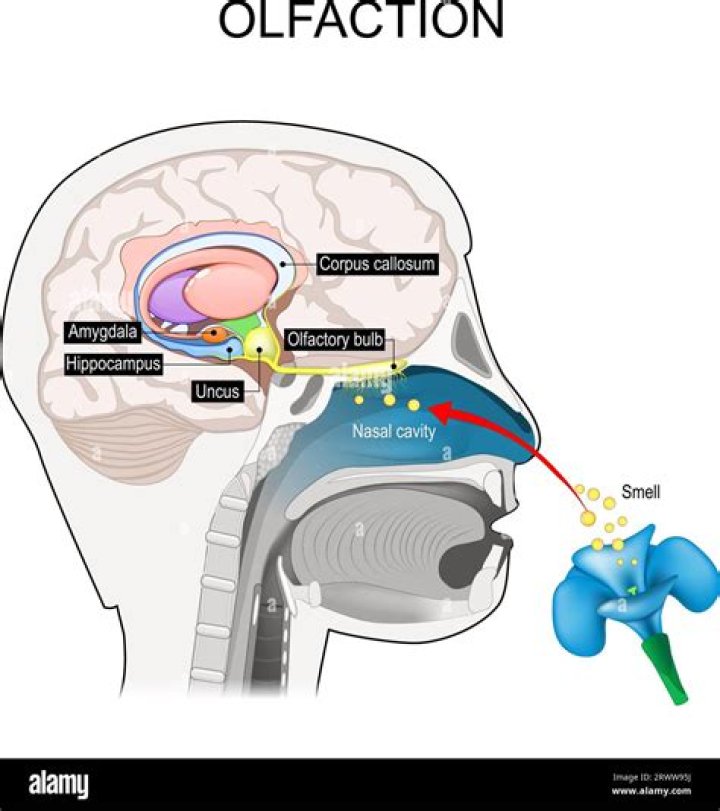 Who discovered olfactory system?