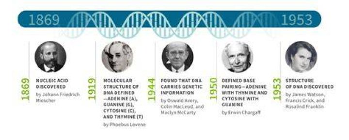 Who discovered the phenotypes?