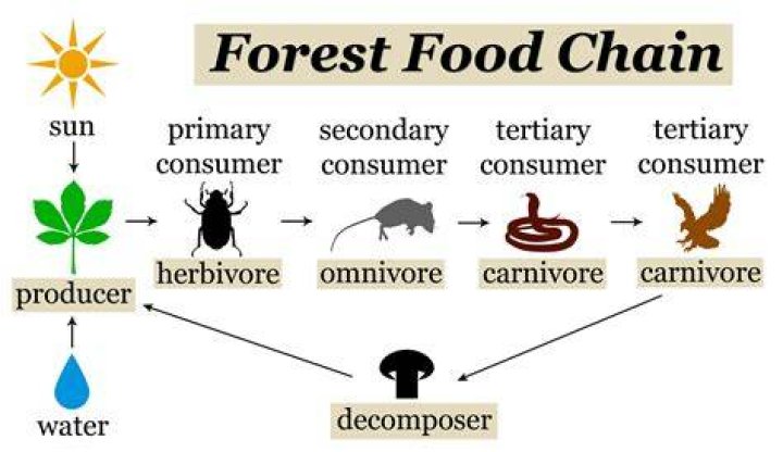 Who do decomposers obtain their food?