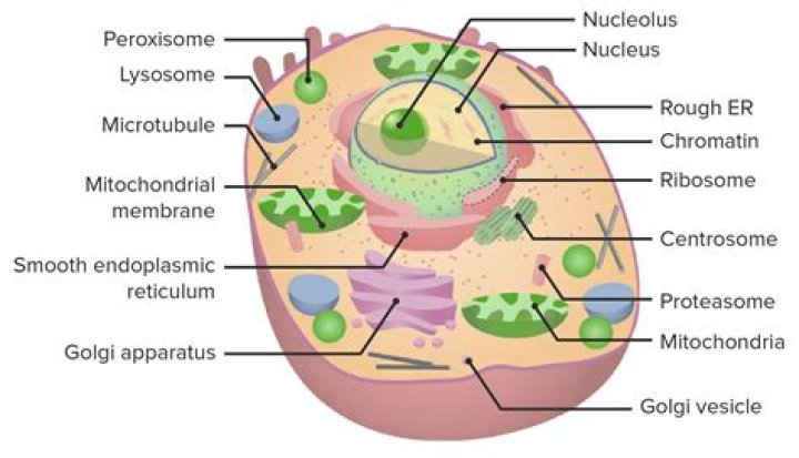 Who do organelles work?