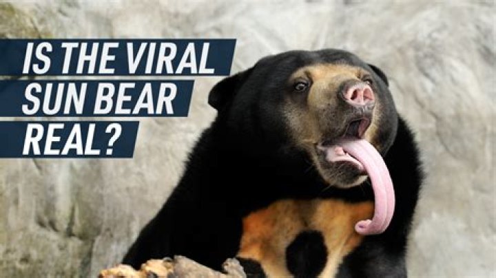Who is bear sun?