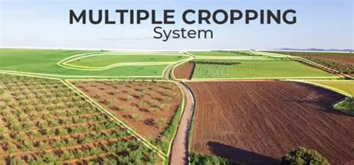 Who is multiple cropping?