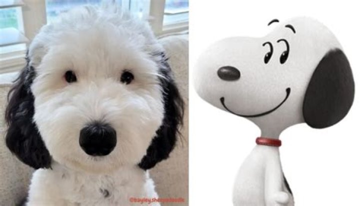 Who is snoopy dog?