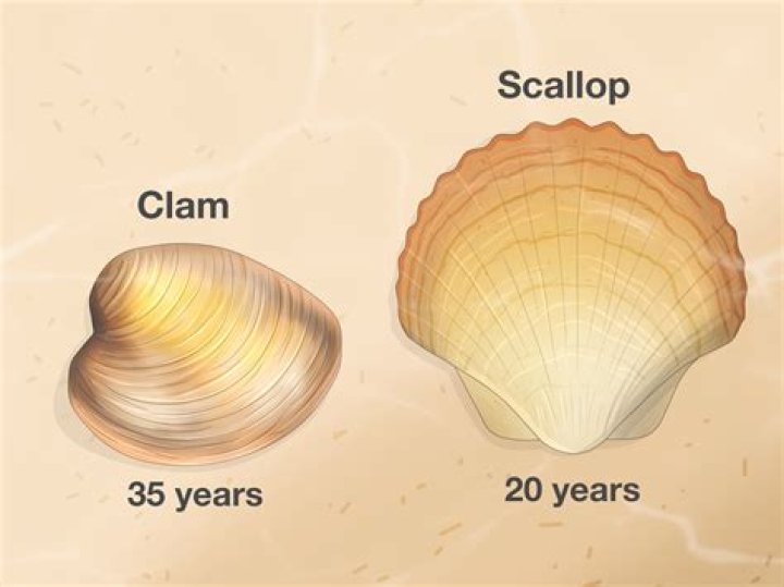 Who is the scallop shell associated with?