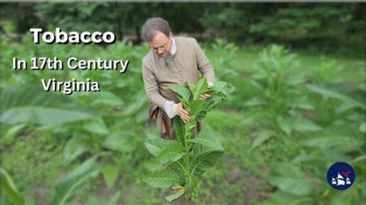 Who started growing tobacco?
