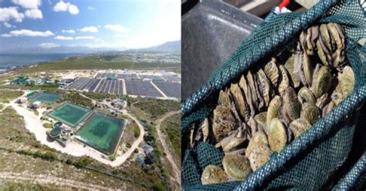 Why abalone is illegal?
