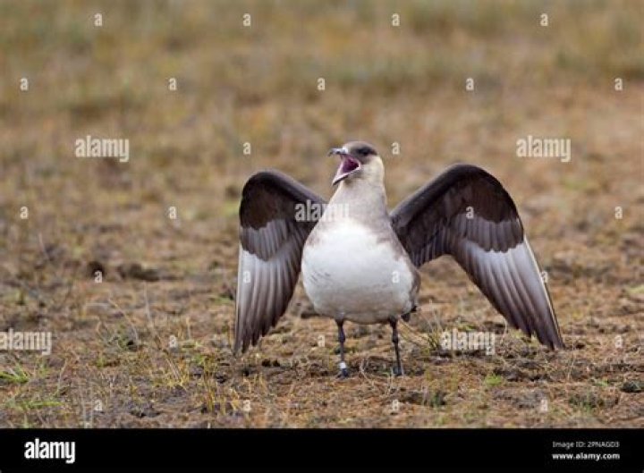 Why are arctic skuas so aggressive?