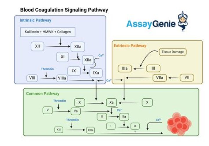 Why are coagulation assays performed on ppp?