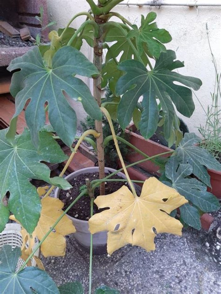 Why are fatsia leaves turning yellow?