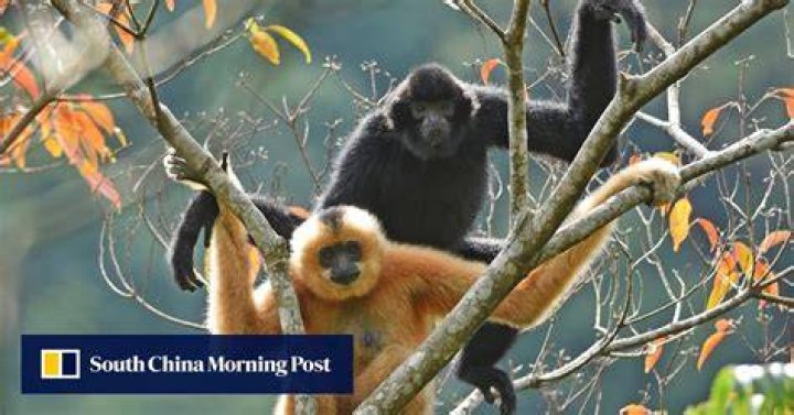 Why are hainan gibbons endangered?
