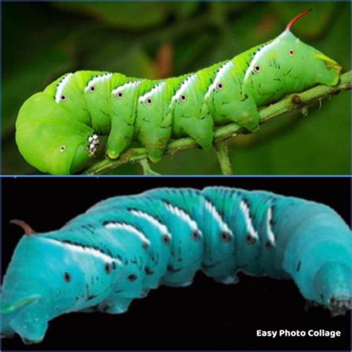 Why are hornworms blue?