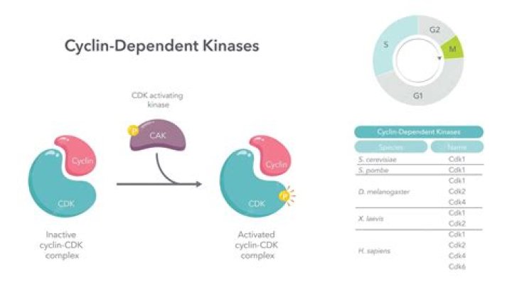 Why are kinases and cyclins important?