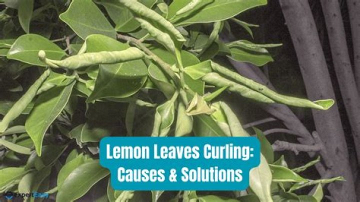 Why are my spirea leaves curling?