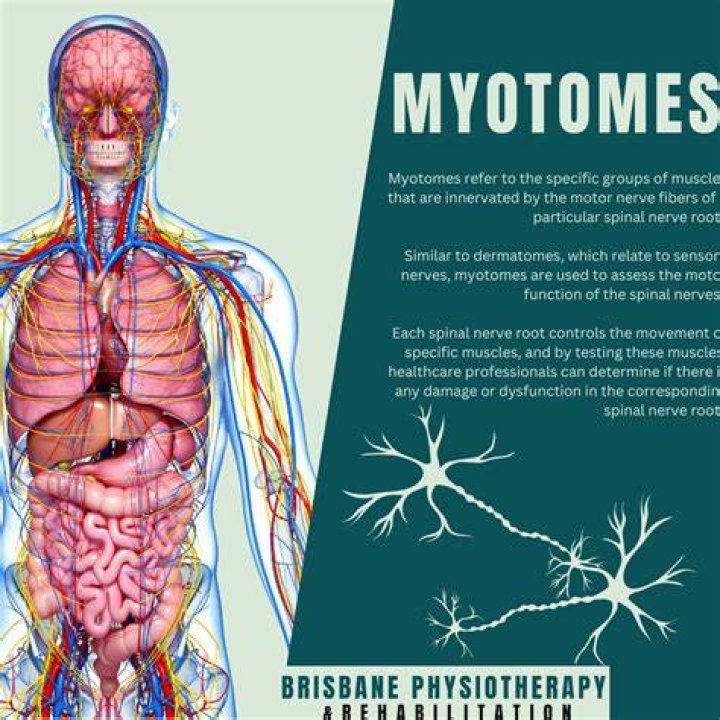 Why are myotomes clinically important?