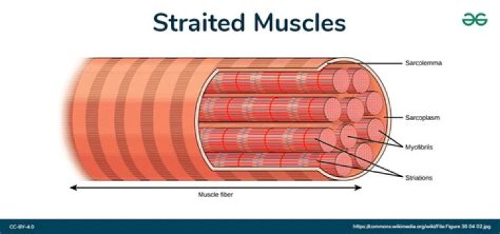 Why are striations necessary?