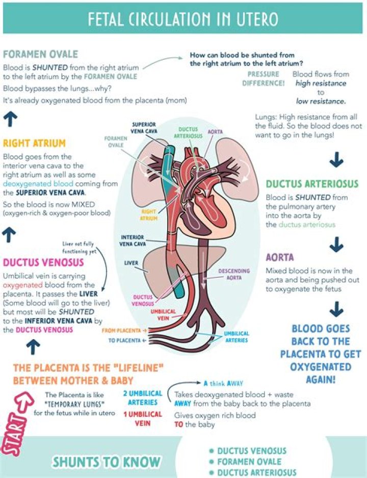 Why are the fetal lungs bypassed in fetal circulation?
