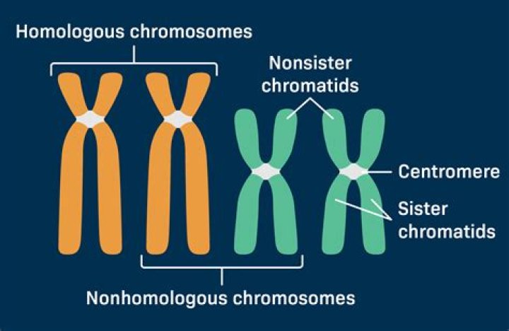 Why are there homologous?