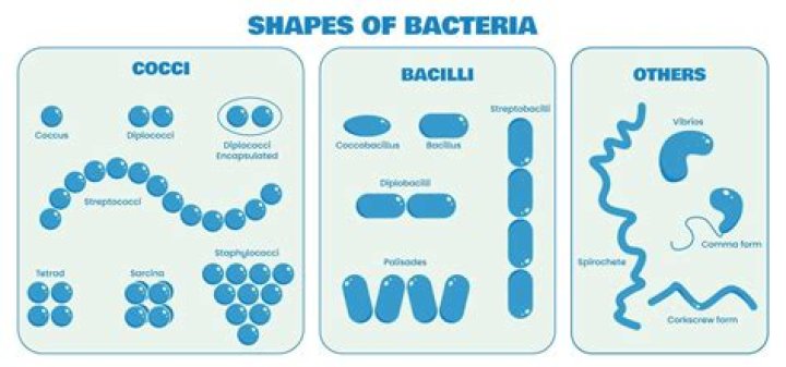 Why are there so many bacterial morphologies?