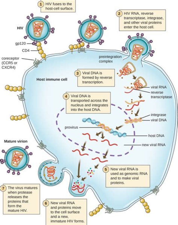 Why are viruses called nucleoproteins?