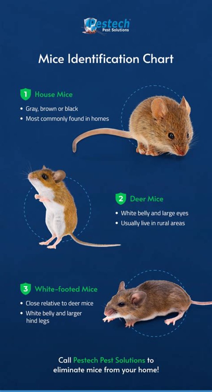 Why are white-footed mouse important?