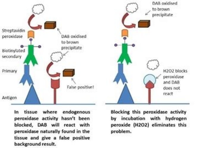 Why block endogenous peroxidase activity?