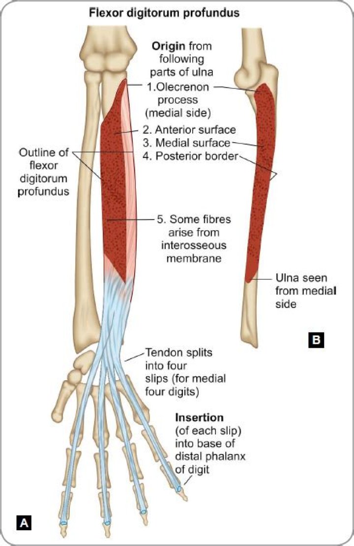 Why called flexor digitorum profundus?