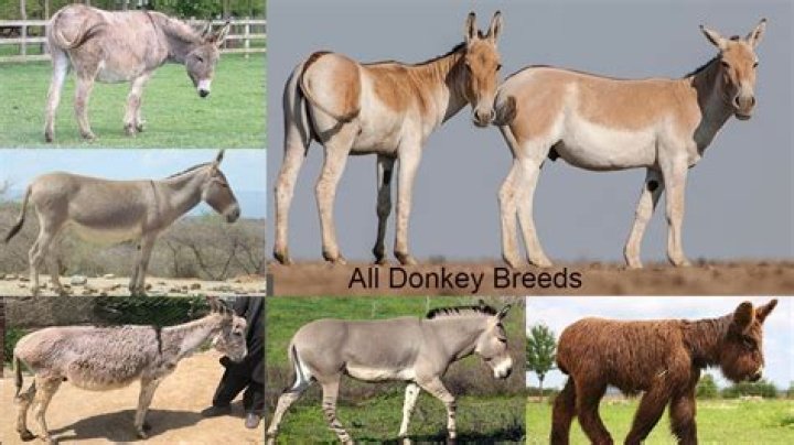 Why can't donkeys breed?
