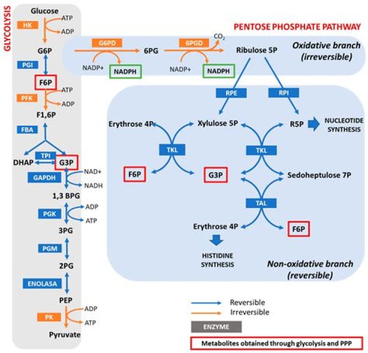 Why can't glucose 6 phosphate be overproduced?