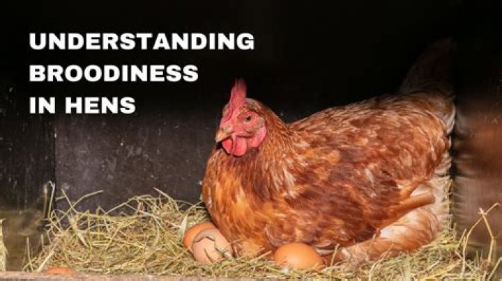 Why could broodiness be a desirable characteristic?
