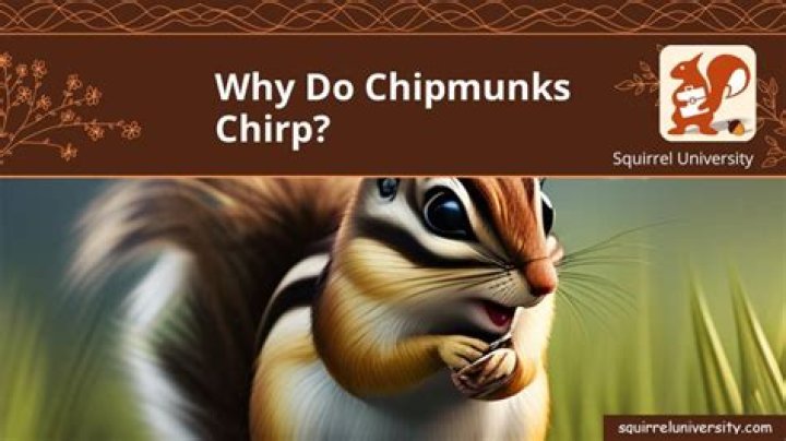 Why do chipmunks chirp so much?