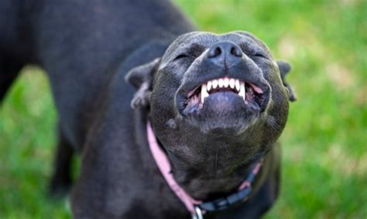 Why do dogs grin at you?