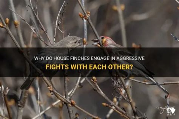 Why do finches fight?