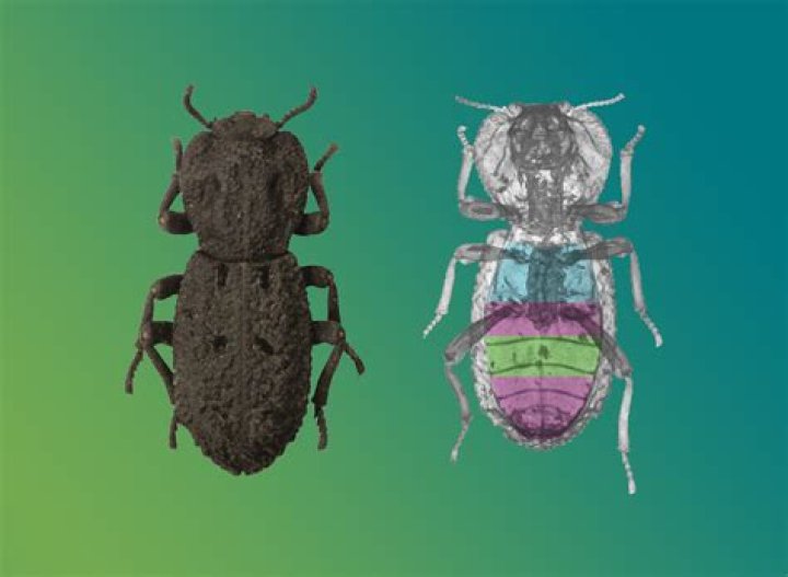 Why do insects have exoskeletons?