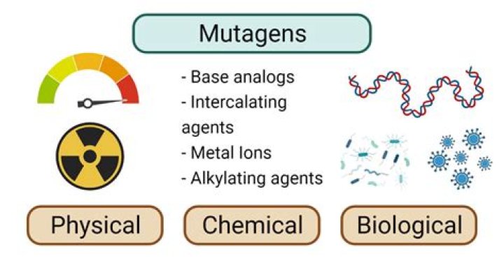 Why do mutagens work?