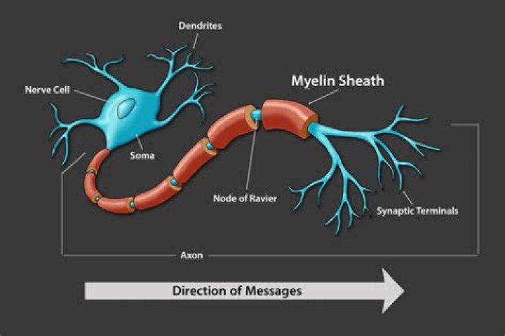Why do neurons have myelin sheath?