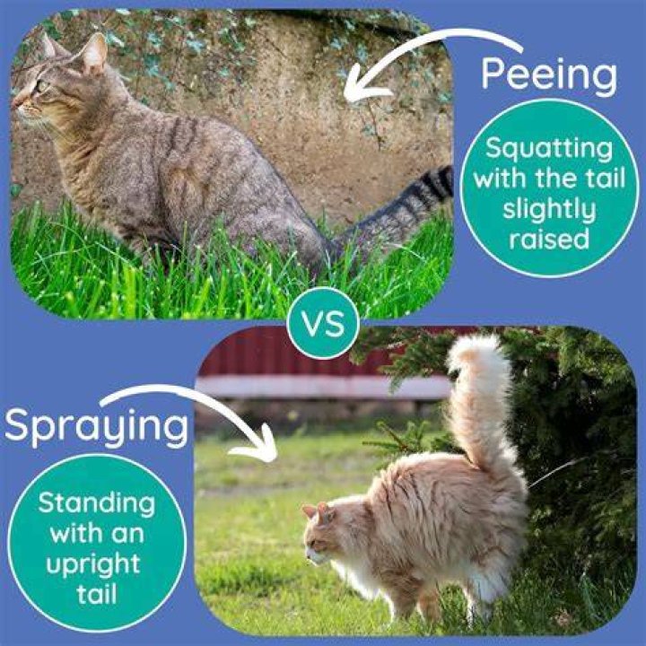 Why do neutered male cats spray?