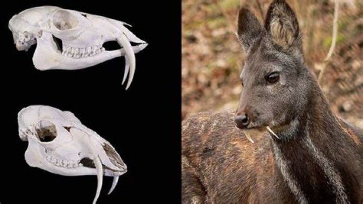 Why do siberian musk deer have fangs?
