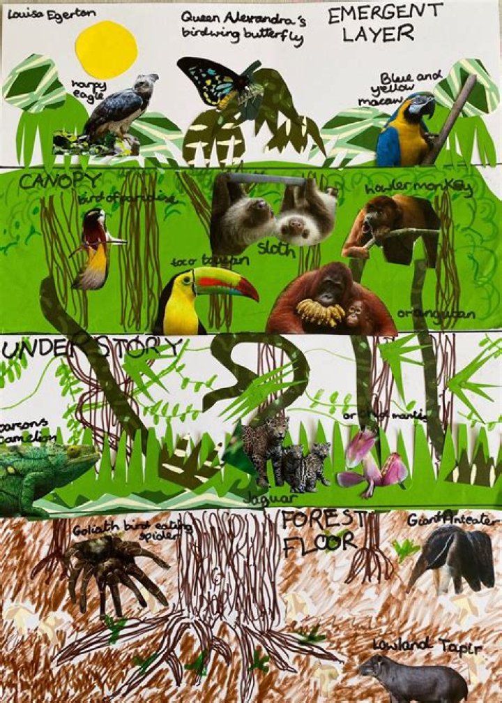 Why do snakes live in the understory?