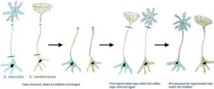 Why does acetabularia challenge ideas about cells?