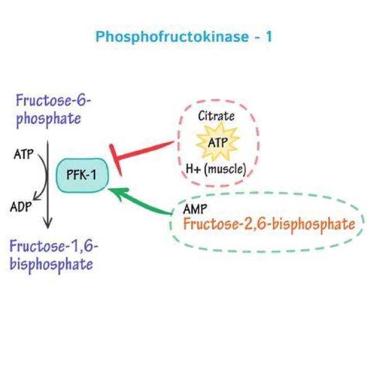 Why does amp activate phosphofructokinase?